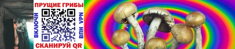 где найти   Озёрск  Псилоцибиновые грибы Psilocybe 